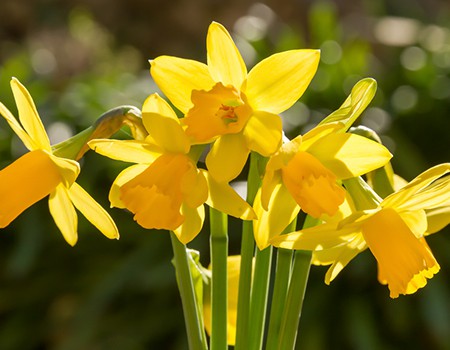 Daffodil, Daffodils