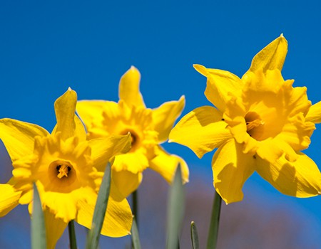 Daffodils, Daffodil