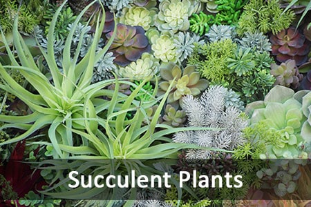 Succulent Plants, Denver Greenhouses