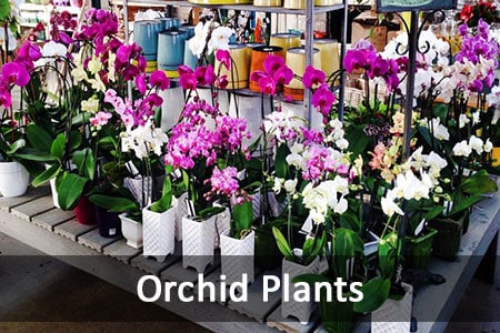 Orchids, Orchid Plants, Denver Greenhouse